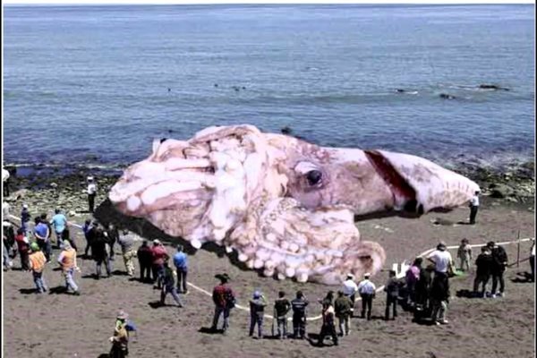 Кракен через тор