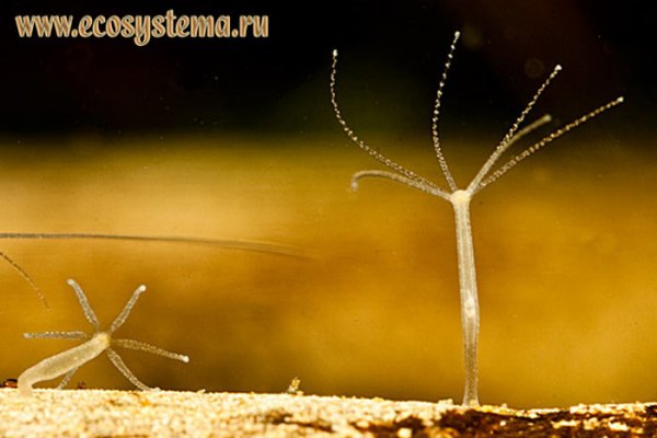 Кракен площадка торговая kr2web in